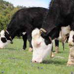 Du champ à la bouteille, le parcours du lait breton