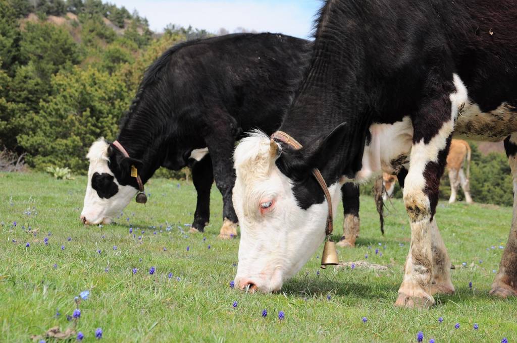 Du champ à la bouteille, le parcours du lait breton